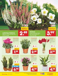 Pflanzen Angebot & Preis im aktuellen Netto Marken-Discount Prospekt Pflanzen Angebot im aktuellen Netto Marken-Discount Prospekt auf Seite 7