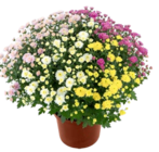 Aktuelles Chrysantheme Angebot bei Kaufland in Leipzig ab 2,79 €