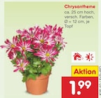 Chrysantheme im Angebot bei Netto Marken-Discount in Offenbach Chrysantheme Angebote bei Netto Marken-Discount Offenbach für 1,99 €
