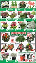 Wreesmann Grablicht im Prospekt Wreesmann Grablicht im Prospekt