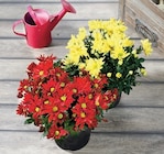 Chrysantheme américain unicolore ou tricolore - Super U à Nevers Chrysantheme américain unicolore ou tricolore en promo chez Super U Nevers à 8,19 €