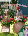 Aktuelle Geranien Angebote bei Garten-Center Nordharz GmbH & Co. KG in Hildesheim Aktuelles Geranie Pelargonium Angebot bei Garten-Center Nordharz GmbH & Co. KG in Hildesheim ab 1,99 €