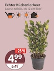 Echter Küchenlorbeer von  im aktuellen V-Markt Prospekt für 4,99 €