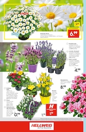 Primel Angebot im aktuellen Hellweg Prospekt auf Seite 16