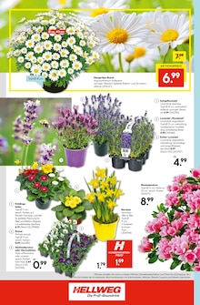 Lavendel im aktuellen Hellweg Prospekt (Berlin) Lavendel im Hellweg Prospekt "Entscheiden Sie selbst" mit 16 Seiten (Berlin)