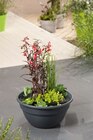 Miniteich im Angebot bei Hornbach in Dorsten Miniteich Angebote von FloraSelf bei Hornbach Dorsten für 23,95 €