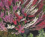 Promo Plantes de terre de bruyère à 4,99 € dans le catalogue Hyper U à La Roche-sur-Yon