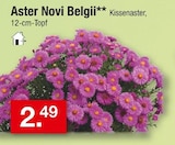 Kissenaster von Aster Novi Belgii für 2,49 € bei Zimmermann im Angebot Kissenaster von Aster Novi Belgii im aktuellen Zimmermann Prospekt