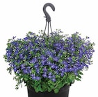 Männertreu bei Dehner Garten-Center im München Prospekt für 9,99 €