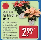 Weihnachtsstern von Gardenline im aktuellen ALDI Nord Prospekt