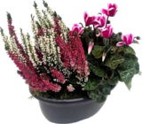 Botanic Épinal - Promo Composition d'extérieur Promo Composition d'extérieur à 9,99 € dans le catalogue Botanic à Épinal