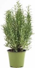 Kraut – Sunny heRBs für 3,99 € bei Pflanzen Kölle im Angebot Kraut – Sunny heRBs im aktuellen Pflanzen Kölle Prospekt