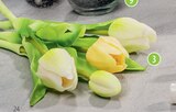 Tulpenbund Angebote bei famila Nordost Gifhorn für 6,99 €
