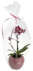 Mini-Orchidee im Übertopf im Angebot bei Kaufland in Augsburg Mini-Orchidee im Übertopf Angebote bei Kaufland Augsburg für 7,99 €