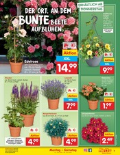 Aktueller Netto Marken-Discount Prospekt mit Blumen, "Aktuelle Angebote", Seite 7