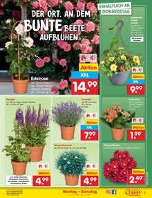 Pflanzen im aktuellen Netto Marken-Discount Prospekt (Braunschweig) Pflanzen im Netto Marken-Discount Prospekt "Aktuelle Angebote" mit 66 Seiten (Braunschweig)