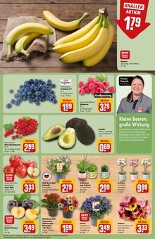 Pflanzen im aktuellen REWE Prospekt (Bielefeld) Pflanzen im REWE Prospekt "Dein Markt" mit 30 Seiten (Bielefeld)