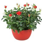 Coupe de rosier en promo chez Carrefour Coupe de rosier dans le catalogue Carrefour