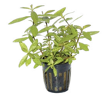Les 5 plantes aquatiques en pot ø 5cm en promo chez Truffaut Toulouse à 11,99 €