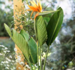 Paradiesvogelblume im Pflanzen Kölle Prospekt zum Preis von 22,99 €