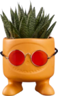 Succulentes 'Be Cool' en promo chez Lidl Poitiers à 3,59 €