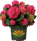 Garten-Hortensie für 13,99 € bei Globus-Baumarkt im Angebot Garten-Hortensie im aktuellen Globus-Baumarkt Prospekt