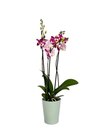 Orchidée 3 tiges avec céramique - Carrefour à Neuilly-sur-Seine Orchidée 3 tiges avec céramique en promo chez Carrefour Neuilly-sur-Seine à 9,99 €