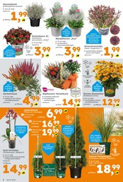 Dekoration Angebot im aktuellen Globus-Baumarkt Prospekt auf Seite 6