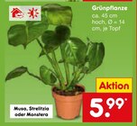 Grünpflanze im Netto Marken-Discount Prospekt Grünpflanze von im aktuellen Netto Marken-Discount Prospekt für 5,99 €