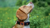 COLLIER GPS XT CHIENS NOIR - WEENECT en promo chez Animalis Taverny à 45,49 €