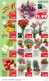 Aktueller Kaufland Prospekt mit Blumen, "KNÜLLER", Seite 22