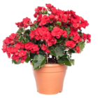Aktuelle Blumen Angebote bei Blumen Ostmann in Bremen Aktuelles Begonia XL Angebot bei Blumen Ostmann in Bremen ab 7,99 €