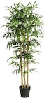 Aktuelle Palme Angebote bei Rusta in Essen Aktuelles Große Topfpflanzen Angebot bei Rusta in Essen ab 9,95 €