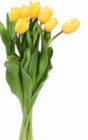 Tulpen Angebote bei Netto Marken-Discount Lippstadt für 1,99 €