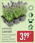 Lavendel von Gardenline im aktuellen ALDI Nord Prospekt