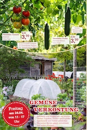 Aktueller Garten-Center Nordharz GmbH & Co. KG Prospekt mit Tomatenpflanze, "Wo Farben wachsen und Freude blüht!", Seite 6