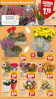 Chrysantheme im REWE Prospekt "Dein Markt" mit 16 Seiten (Bochum)