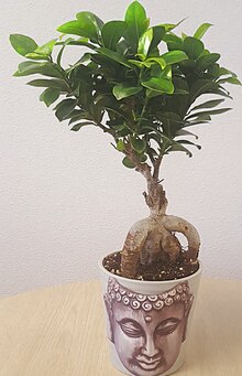 Ficus ginseng dans pot déco Boudha - Casino Supermarchés à Orange Ficus ginseng dans pot déco Boudha en promo chez Casino Supermarchés Orange à 8,99 €