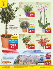 Blumen im Netto Marken-Discount Prospekt in Sindelfingen Aktueller Netto Marken-Discount Prospekt mit Blumen, "Aktuelle Angebote", Seite 40