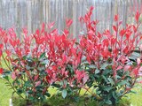 Photinia Carré Rouge en promo chez Les Compagnons des saisons Rennes à 17,95 €