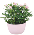 toom Baumarkt Neundorf - Rosenschale Angebot im Prospekt Rosenschale bei toom Baumarkt im Neundorf Prospekt für 4,99 €