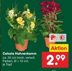 Aktuelle Zimmerpflanzen Angebote bei Netto Marken-Discount in Hamburg Aktuelles Celosia Hahnenkamm Angebot bei Netto Marken-Discount in Hamburg ab 2,99 €