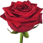 Cora - Rose Red Naomi : offre du catalogue Promo Rose Red Naomi à 3,00 € dans le catalogue Cora ""