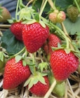 Aktuelles Bio-Erdbeeren „Senga Sengana“, „Korona“ oder „Honeoye“ Angebot bei Hornbach in Oberhausen ab 1,79 €