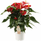 Anthurium Mix Champion en promo chez Botanic Anthurium Mix Champion dans le catalogue Botanic