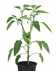 Dehner Garten-Center Hopfgarten - TÜRKISCHER PEPERONI Angebot im Prospekt TÜRKISCHER PEPERONI bei Dehner Garten-Center im Hopfgarten Prospekt für 3,49 €