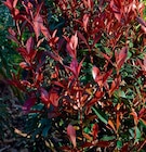 Photinia "Carré rouge" - LaMaison.fr à Valence Photinia "Carré rouge" en promo chez LaMaison.fr Valence à 9,95 €