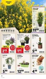 Plantes Angebote im Prospekt "Joyeuses Pâques" von Lidl auf Seite 24