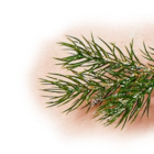 Cabernet Merlot von KANGAROO RIDGE für 2,99 € bei Penny im Angebot Cabernet Merlot von KANGAROO RIDGE im aktuellen Penny Prospekt