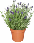 Lavendel im Angebot bei Netto Marken-Discount in Falkensee Lavendel Angebote bei Netto Marken-Discount Falkensee für 1,99 €